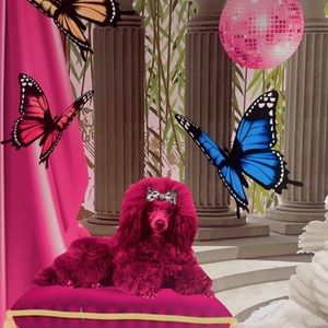 Meet your Posher, Erika